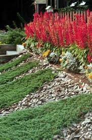 You, along with the butterflies, bees and hummingbirds can enjoy these reblooming perennials all summer long. Red Salvia