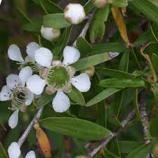 Image result for Leptospermum petersonii