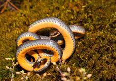Northern Ring Necked Snake Ring Necked Snake Showing Off Its Orange Belly Snake Snake Ring Reptiles