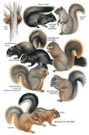 Types Of Squirrels Eastern Tropical Tree Squirrels Mbw