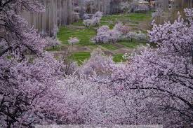 Wildflower blooms Deosai