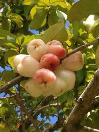 Pin On Fruits And Flowers