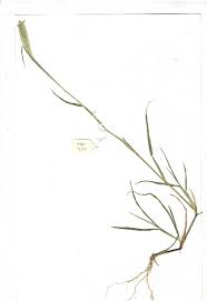 Image result for Chloris mossambicensis