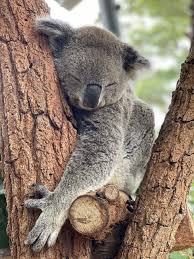 Itap Koala Sydney Australia Photo Capture Nature Incredible Koala Animals Beautiful Cute Animals