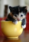 The Truth About Teacup Cats | PetMD