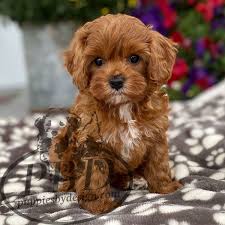 Finding the right puppy can be dog gone hard work. Cavapoo Breed Puppies By Design Online Cavapoo Puppies Cavapoo Cavachon Puppies