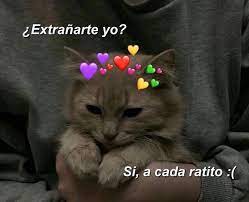 Fotos y memes de gatitos ???? (@igatitoslindos) • Instagram photos and videos