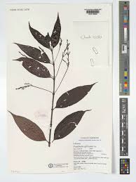 Image result for Pouchetia