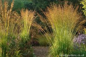 Molinia Skyracer Knoll Gardens Ornamental Grasses And Flowering Perennials Ornamental Grasses Grasses Landscaping Grasses Garden