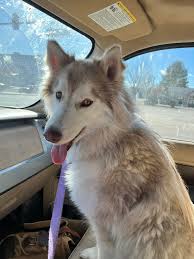 UPDATE•••••••• Oliver has been found and is home safe OLIVER,