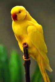 Help stop overbreeding, give a healthy ringneck parrot a home. 12 Best Indian Yellow Ringneck Ideas Beautiful Birds Parrot Pet Birds
