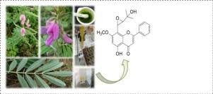 Image result for Tephrosia aequilata