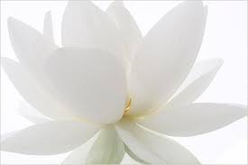 Lotus Flower Img 8527 White Lotus Flower Lotus Flower Pictures White Flowers