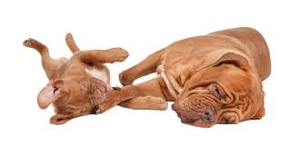 Il pelo è di facile pulizia, ma va comunque spazzolato spesso, con un minimo di attenzione allo spazio fra le pieghe della pelle lassa. Dogue De Bordeaux Carattere E Prezzo Dei Cuccioli Qualecane