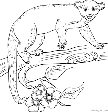 Learn more about what a kinkajou is here. Realistic Kinkajou Coloring Page Coloringall
