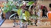 A visit to the black pagoda the wandering indian. How To Propagate A Lipstick Plant Youtube