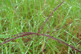 Image result for Cynodon nlemfuensis