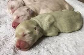 Filhote De Golden Retriever Nasce Esverdeado Na Alemanha Revista Galileu Biologia