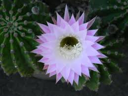 There are so many different varieties of the cactus plant; Cactus Flowers Pictures And Names Cactus Flowers Cactus Flowers Flower Pictures Desert Flowers