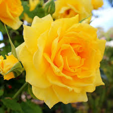 Queen elizabeth floribunda david austin roses. The Queen Elizabeth Rose Australia Post