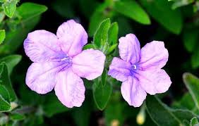 Image result for Ruellia patula