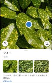植物の名前をスマホで調べるアプリ Google レンズ アプリの鎖