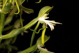 Image result for Bonatea antennifera