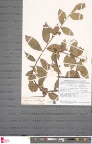 Image result for Erythrococca