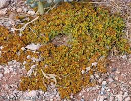 Image result for Zygophyllum simplex