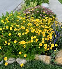 Image result for Coreopsis lanceolata