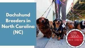 Impart the miniature dachshunds socialization, obedience, and housetraining since their puppy days to help them shape their personality in a better way. 13 Dachshund Breeders In North Carolina Nc Dachshund Puppies For Sale Animalfate