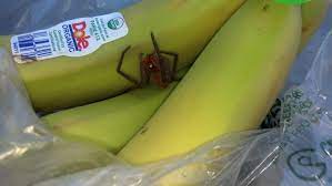 To exclude a word, you can simply add a dash in front of it. Found While Stocking Bananas Pretty Sure It S A Harmless Cupiennius Chiapanensis Any Other Input Whatsthisbug