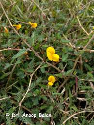 Image result for Smithia erubescens