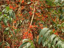 Image result for Woodfordia