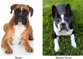Boston terrier boxer mix for adoption. Meet The Miniature Boxer A Mix Breed Of Boxer And Boston Terrier Boston Terrier Boxer Mix Boston Terrier Boxer Puppies