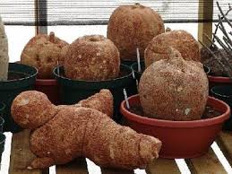 Image result for Coccinia adoensis