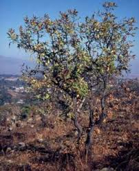 Image result for Faurea rochetiana