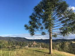 Bunya Pine At Obi Obi Valley Sunshine Coast Hinterland Queensland Australia Australia Travel Queensland Australia Sunshine Coast