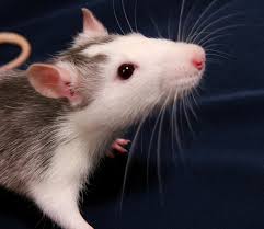 Is Animal Testing Bad Expert Quotes Prove Animal Testing Is Unreliable Cuddly Animals Cute Rats Pet Rats