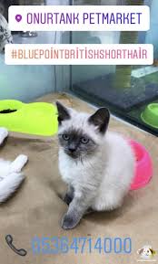 Satilik British Shorthair Panosundaki Pin