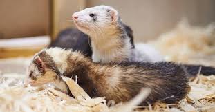 ← angora ferret — is it the perfect pet for your family? Best Ferret Cages In 2021 Review Buying Guide Pet On Bed