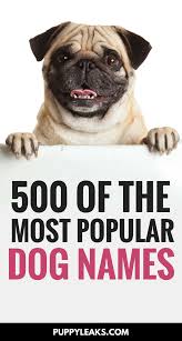 500 Of The Most Popular Dog Names Puppy Leaks On the other hand, if you want to show off your quirky personality, or you have a dog with a special. 500 of the most popular dog names