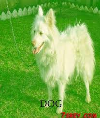 نتائج البحث عن صور عالية الجودة animals dogs goats