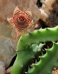 Image result for Huernia volkartii