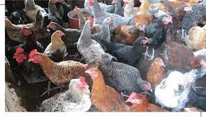 Caring For Your Kienyeji Chicken Kienyeji Chicken Farming