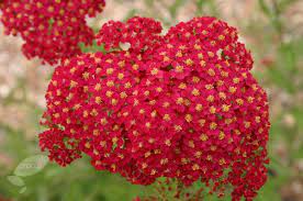 Achillea Millefolium Red Velvet Yarrow Achillea Millefolium Achillea Drought Tolerant Perennials