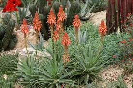 Pflanzen Fur Steingarten 7 Pflegeleichte Vorschlage Gebirgspflanzen Anlegen Gewachse Garten Garden Ideen Steingarten Pflanzen Aloe Vera Pflanze Pflanzen