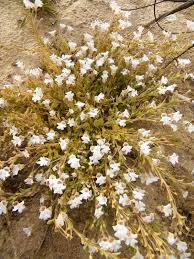 Image result for Diclis