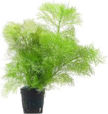 Image result for Limnophila indica