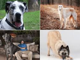Dejamos a tu disposición las razas de perros más admirables de diferentes tamaños, toy en este apartado te dejamos una lista de los perros de raza más grandes que hay en todo el mundo. 20 Razas De Perros Grandes Animalesmascotas